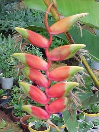 27 - Helicônia (Heliconia rostrata Ruiz)