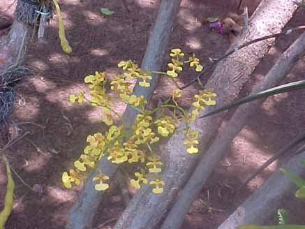 Oncidium Chuva de Ouro, ECO Pousada Jardim do Eden, Foto  Eduardo Loureiro