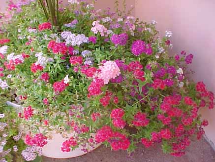 Flocos (Phlox drummondii Hook) Jardim do Eden Chapada dos Veadeiros photo  Eduardo Loureiro