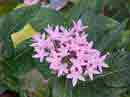 Pentas Pousada Jardim do Eden