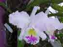 Cattleya alba Pousada Jardim do Eden photo  Eduardo Loureiro