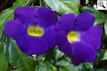 Thunbergia erecta